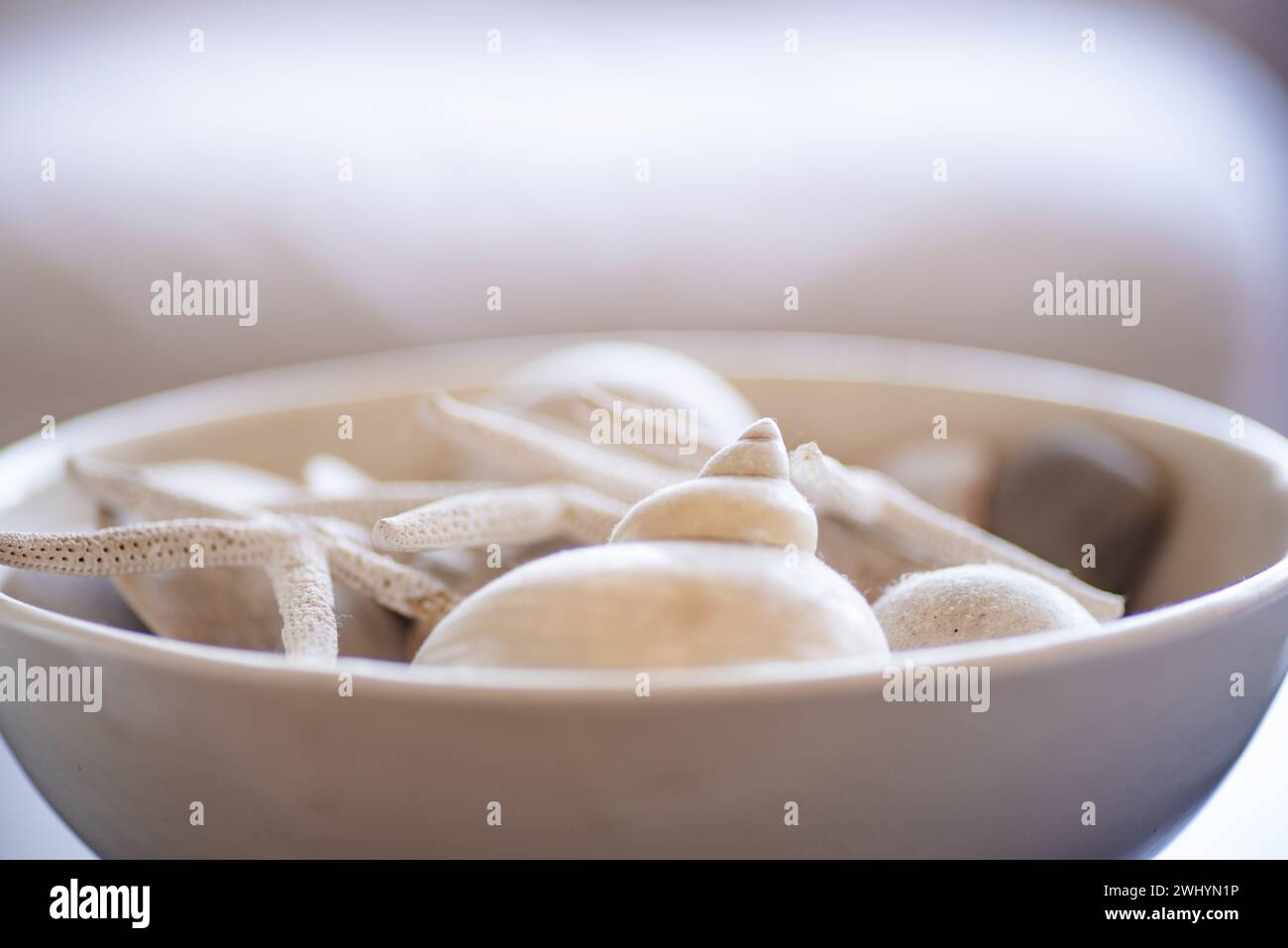 Coquillages, de bon goût, arrangement, décoration d'intérieur, Design d'intérieur, littoral, élégant, esthétique, décoratif, thème de plage Banque D'Images