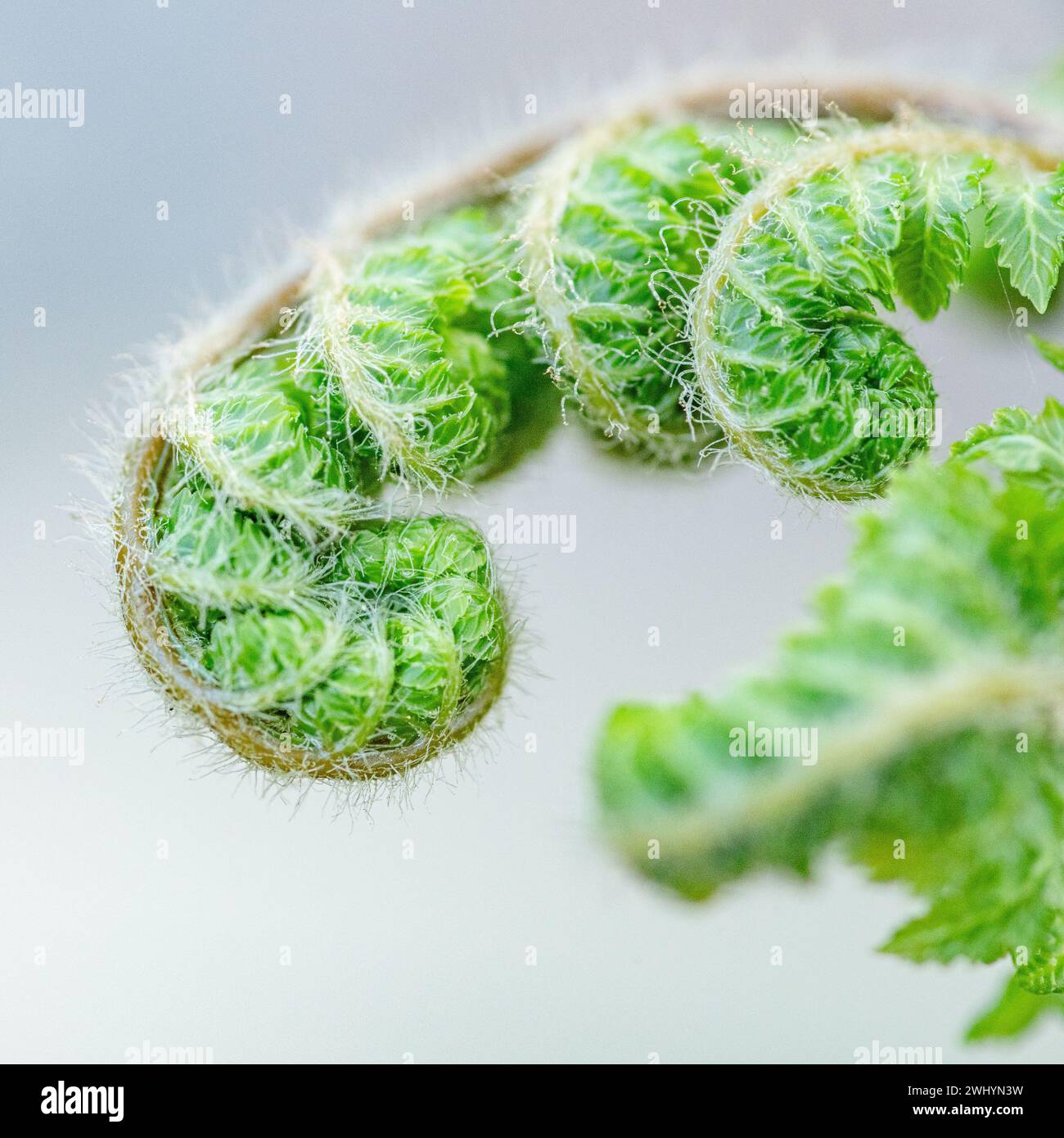 Macro, image, froncé, jeune fougère, cheveux flous, plante de bébé, séquence de Fibonacci, nature, gros plan, botanique, verdure, délicate Banque D'Images