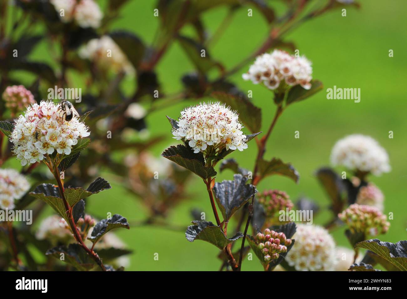 Cultivar en fleurs ninebark commun, Physocarpus opulifolius vin d'été, dans le jardin d'été Banque D'Images