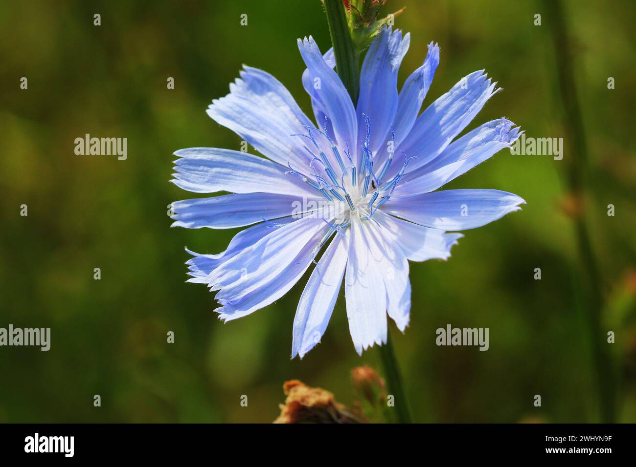 Fleurs de chicorée bleue, fleurs sauvages de chicorée sur le terrain. Fleur bleue sur fond naturel. Fleur d'endive de chicorée sauvage. Cich Banque D'Images