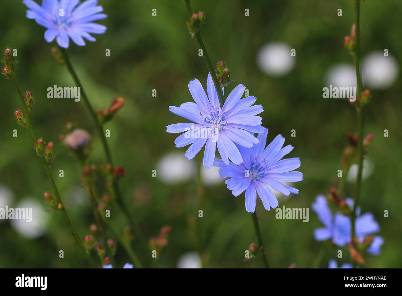 Fleurs de chicorée bleue, fleurs sauvages de chicorée sur le terrain. Fleur bleue sur fond naturel. Fleur d'endive de chicorée sauvage. Cich Banque D'Images