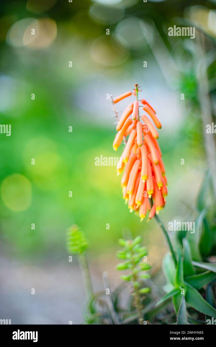 Macro, photo, Kniphofia uvaria, Asphodelaceae, Tritomea, Torch Lily, Red Hot Poker, Floral gros plan Banque D'Images