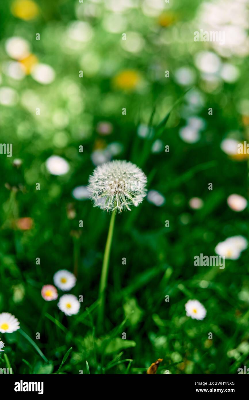 Le pissenlit moelleux pousse dans une prairie verte parmi les marguerites blanches Banque D'Images