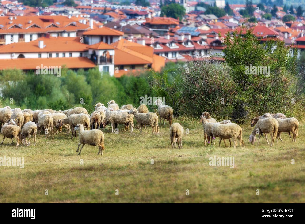 Bansko, Bulgarie et les moutons affluent Banque D'Images