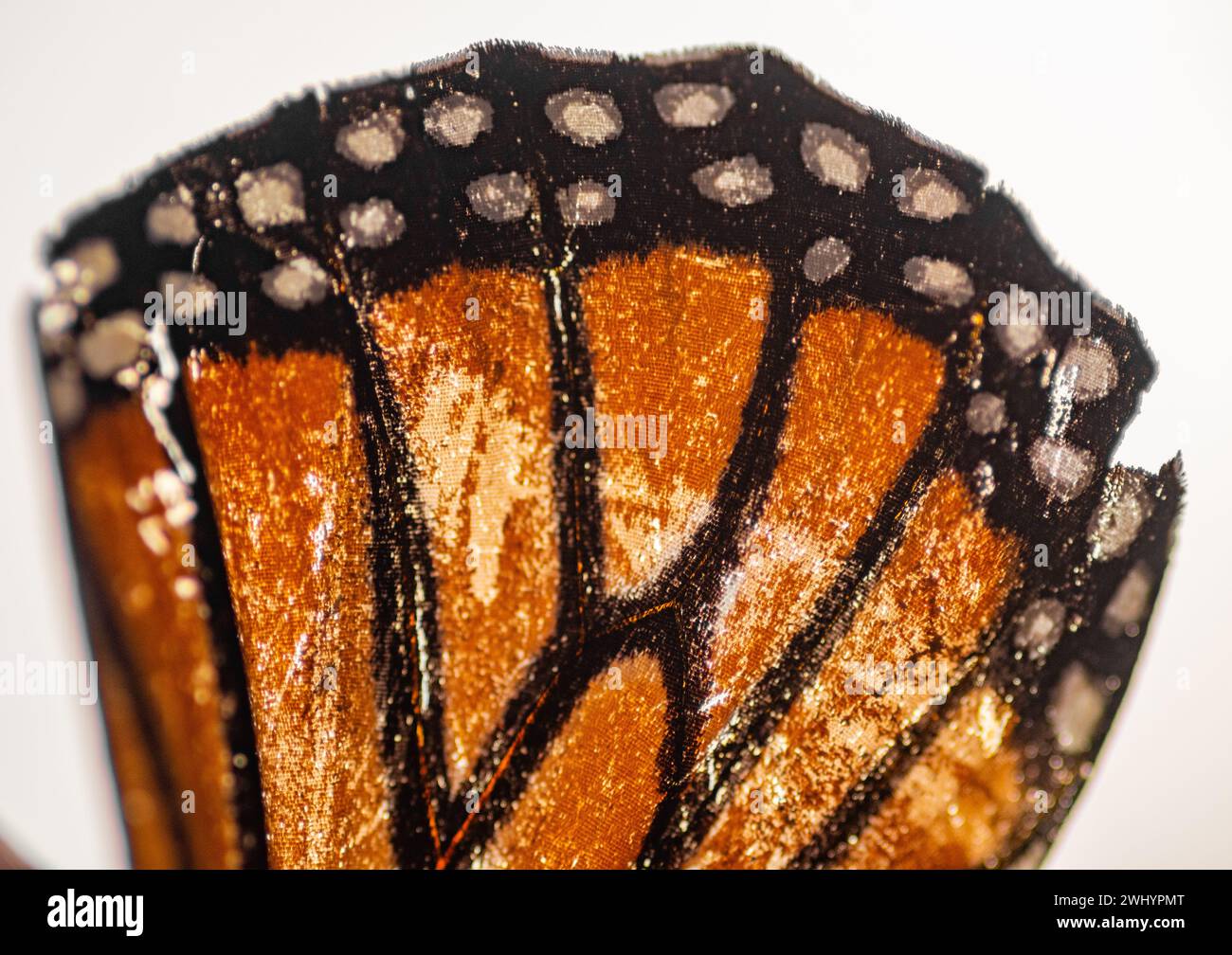 Macro, Monarch Butterfly, aile, gros plan, détail, orange, Noir, Blanc, contrastes, écailles papillon, gros plan extrême, photographie macro Banque D'Images