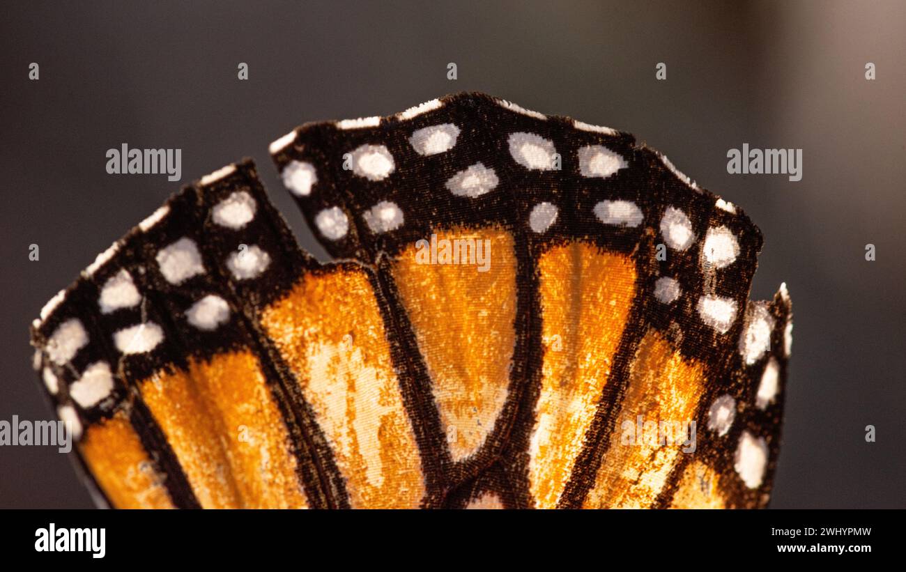 Macro, Monarch Butterfly, aile, gros plan, détail, orange, Noir, Blanc, contrastes, écailles papillon, gros plan extrême, photographie macro Banque D'Images
