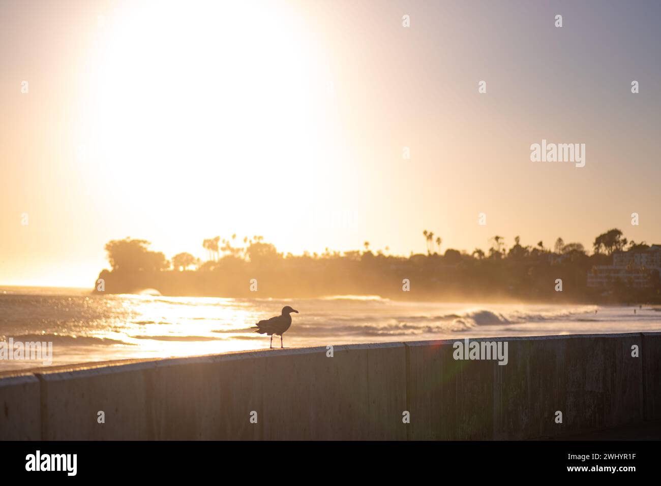 Silhouette, coucher de soleil, surfer, Longboard, chien, mouette, vif, contre-jour, Ledbetter Surf, scène côtière, silhouettes de coucher de soleil, style de vie de plage Banque D'Images