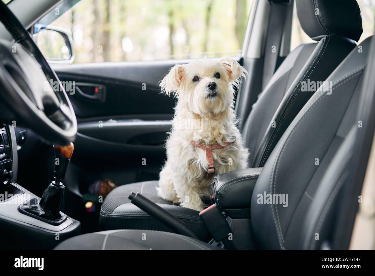 Chien moelleux blanc assis dans la voiture sur le siège passager avant prêt à voyager Banque D'Images