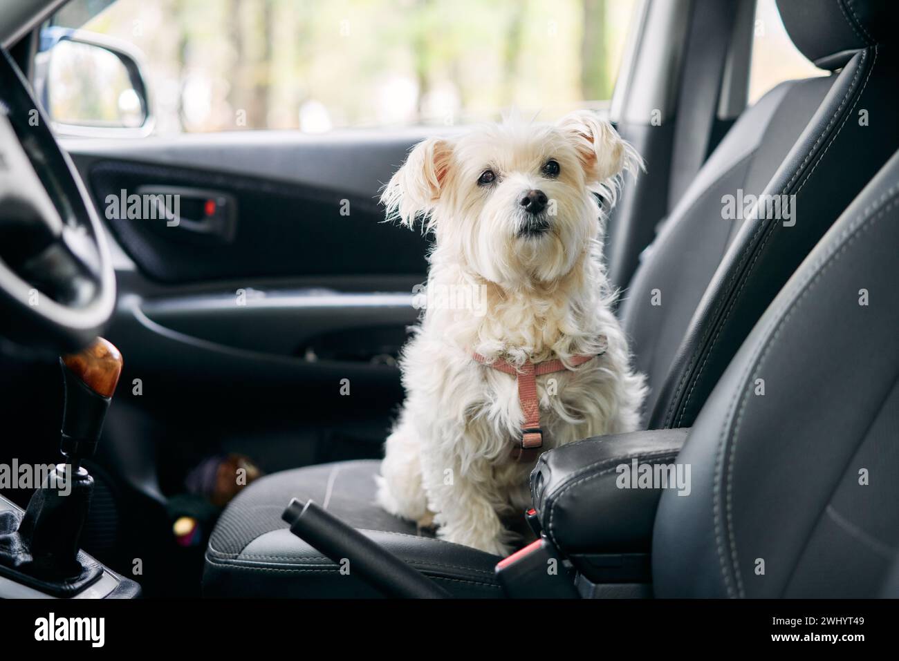 Chien moelleux blanc assis dans la voiture sur le siège passager avant prêt à voyager Banque D'Images