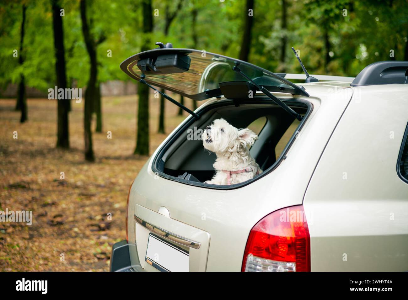 Chien amusant mignon regardant hors du coffre ouvert dans la voiture aboyant dehors sur fond de forêt. Banque D'Images