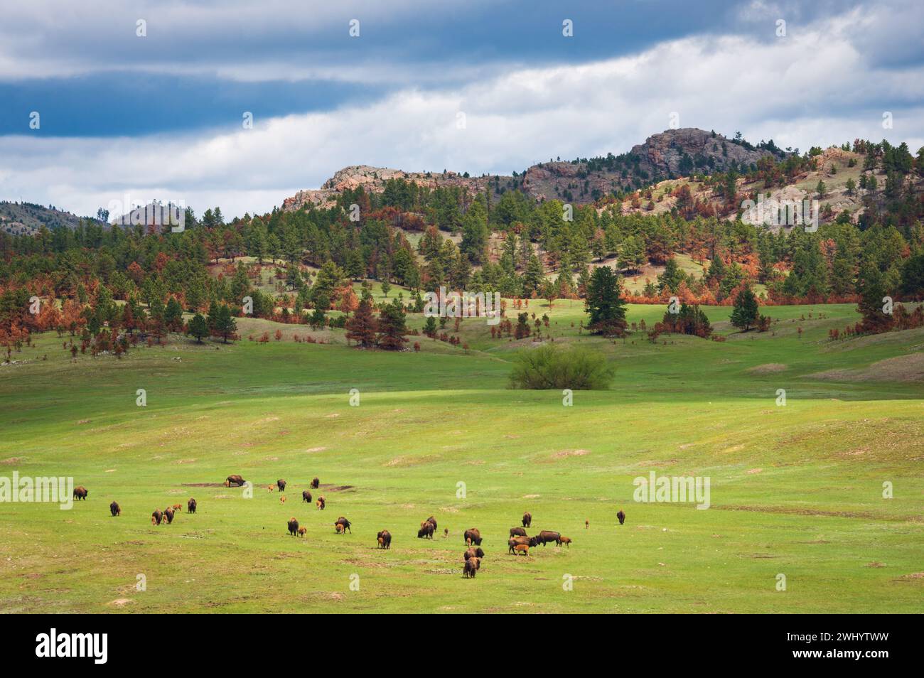 Un troupeau de bisons broute sur une prairie verte éclatante en contrebas de collines boisées, avec des nuages sombres au-dessus, dans le Custer State Park, Dakota du Sud. Banque D'Images