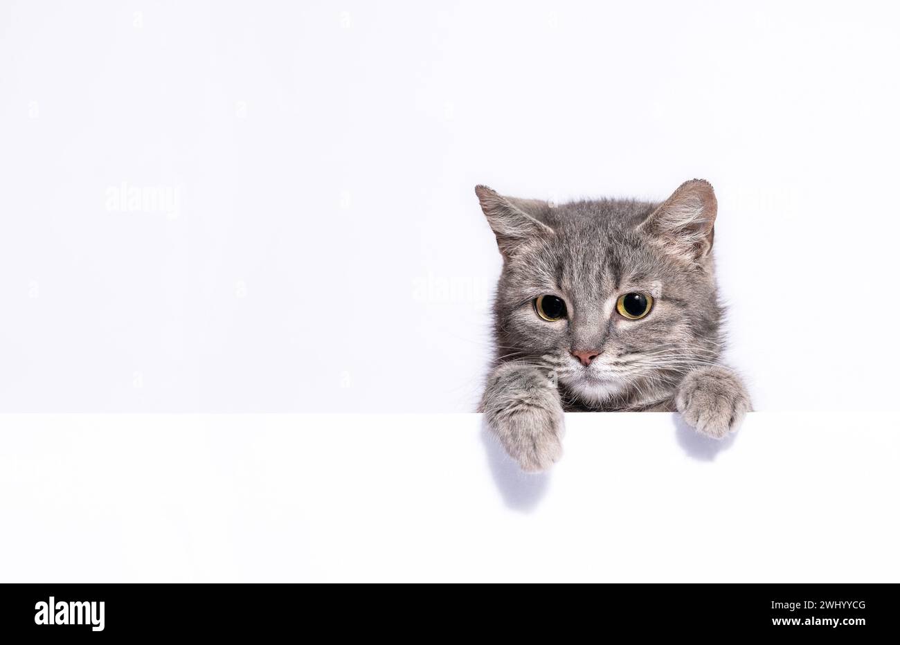 Chat tabby argenté regarde au-dessus d'un mur blanc appuyé sur ses pattes Banque D'Images