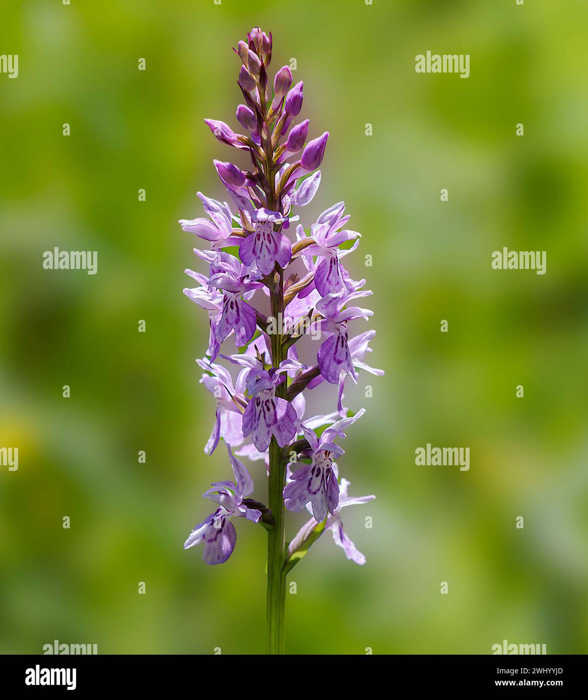 Orchidée à feuilles larges, espèce d'orchidée, Gerntal, Tyrol, Autriche, juin Banque D'Images