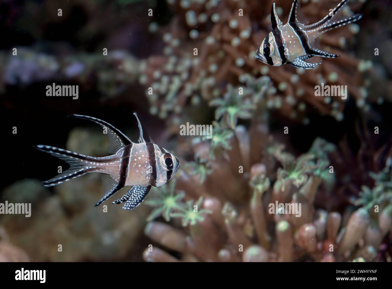 Beau poisson cardinal banggai au récif corallien Banque D'Images