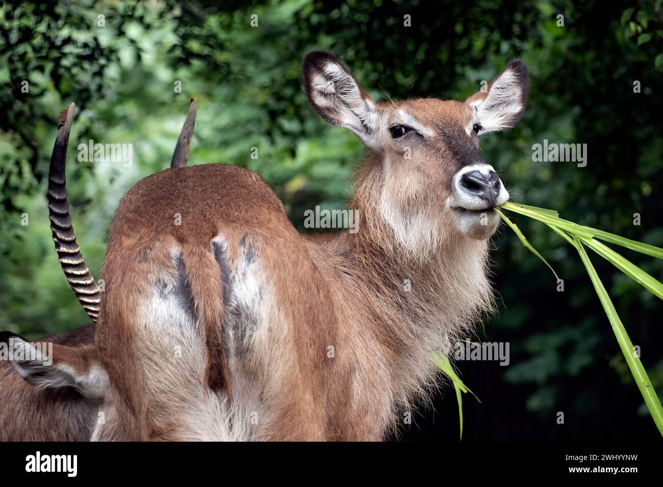 Les Impala femelles mangent de l'herbe Banque D'Images
