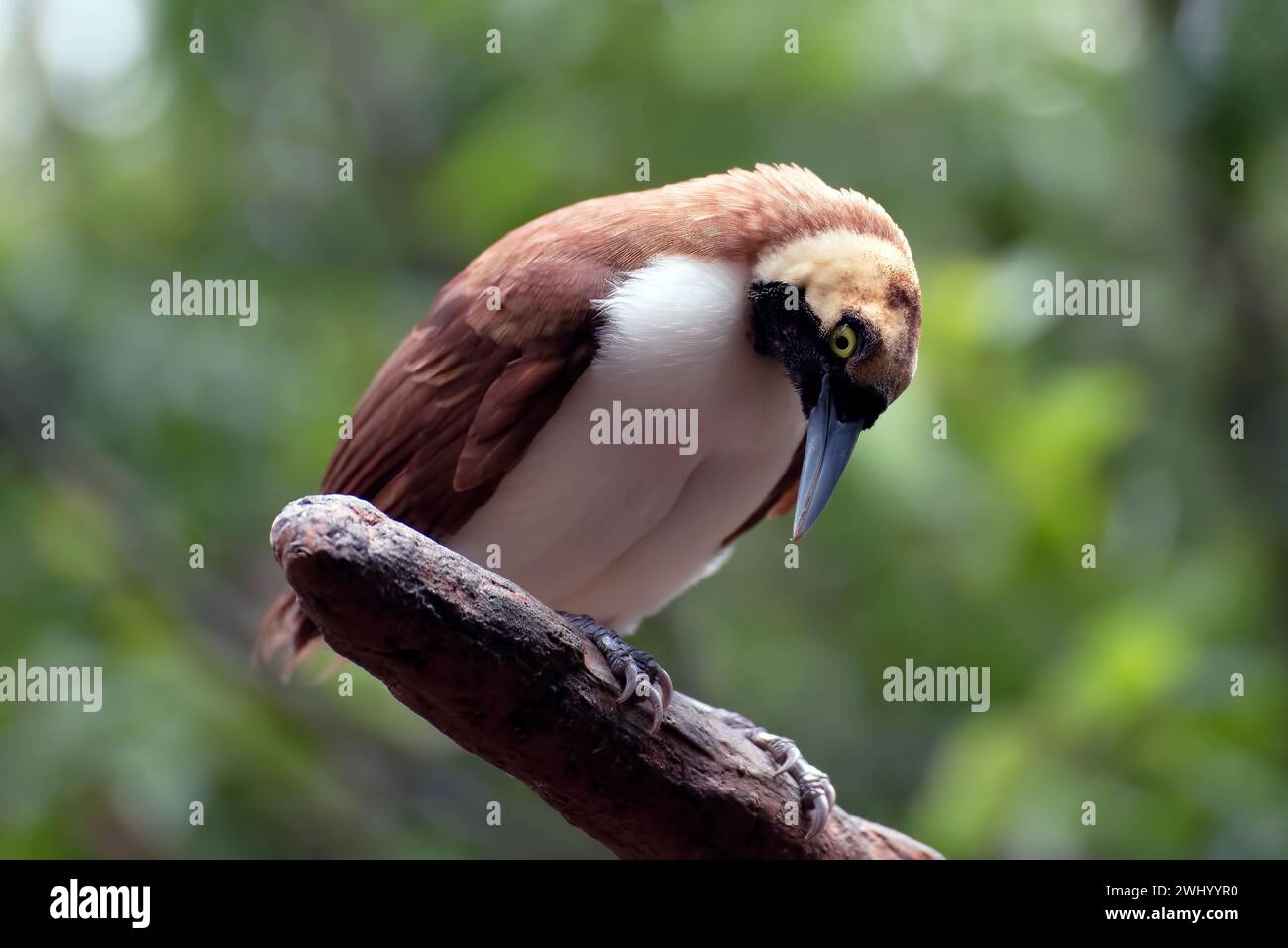 Oiseau Cendrawasih perché sur une branche d'arbre Banque D'Images