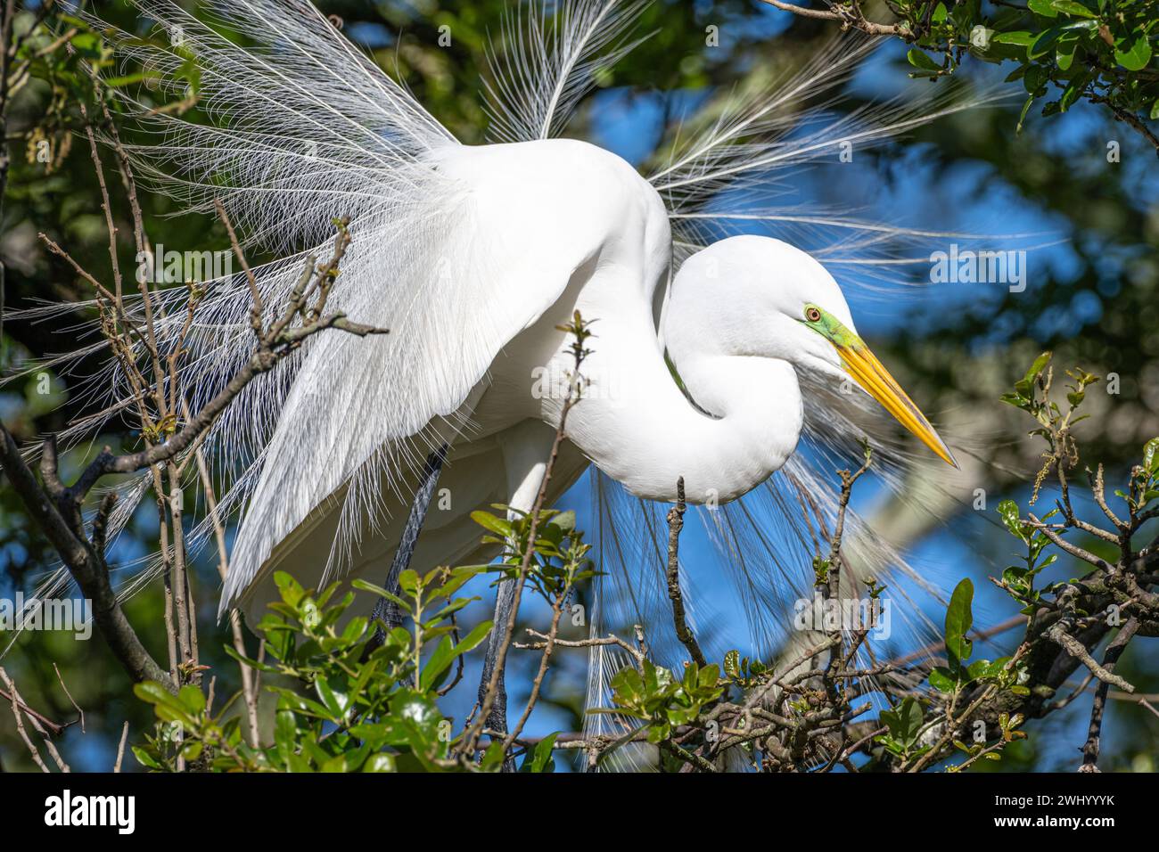Grand aigreet (Ardea alba) affichant un plumage reproducteur dans une rookerie d'oiseaux à gué sur l'île Anastasia à St. Augustine, Floride. (ÉTATS-UNIS) Banque D'Images