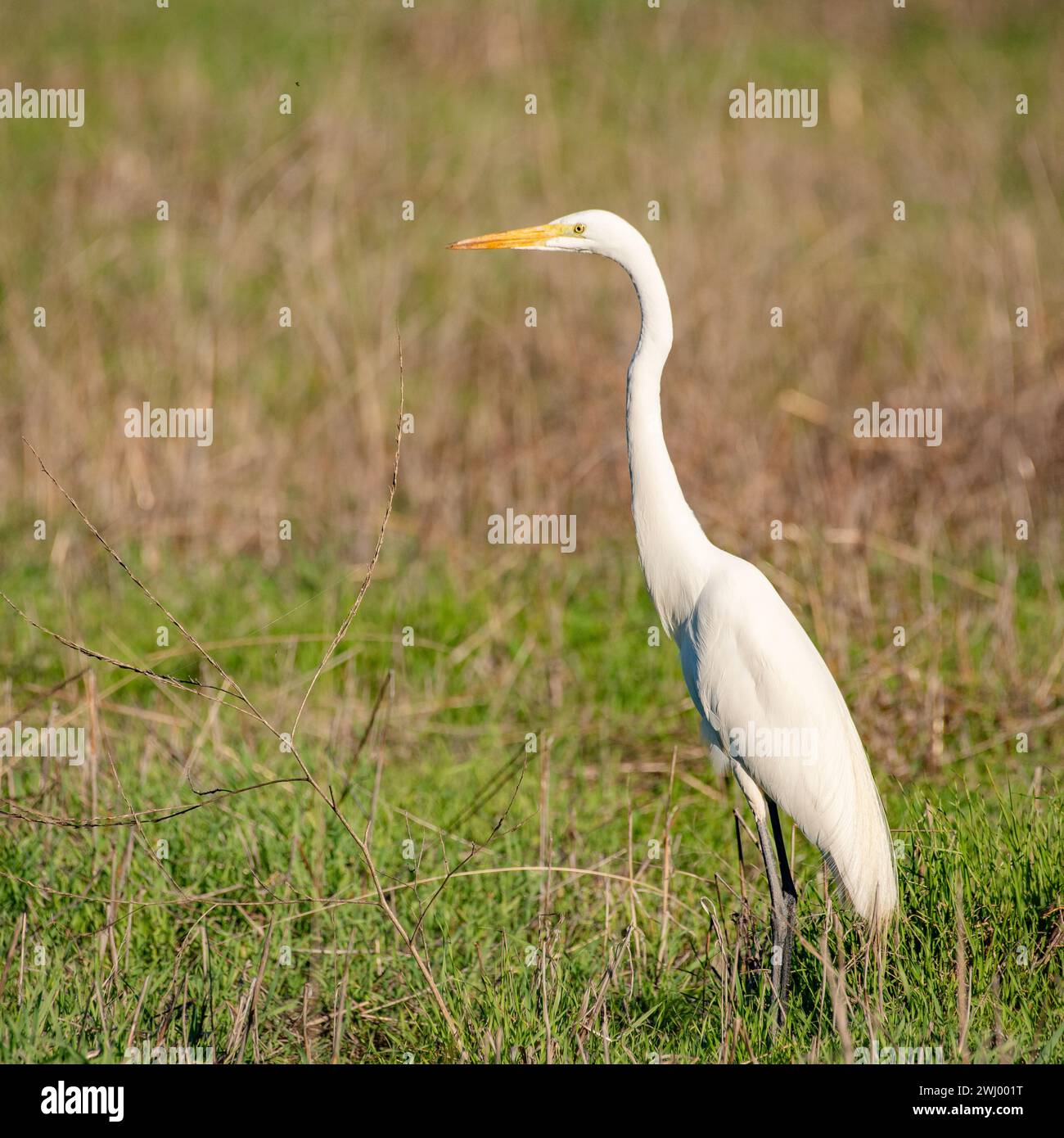 Grand héron blanc, habitat naturel, faune, oiseau, herbe haute, décollage, vol, marécage, marécage, oiseau d'eau Banque D'Images