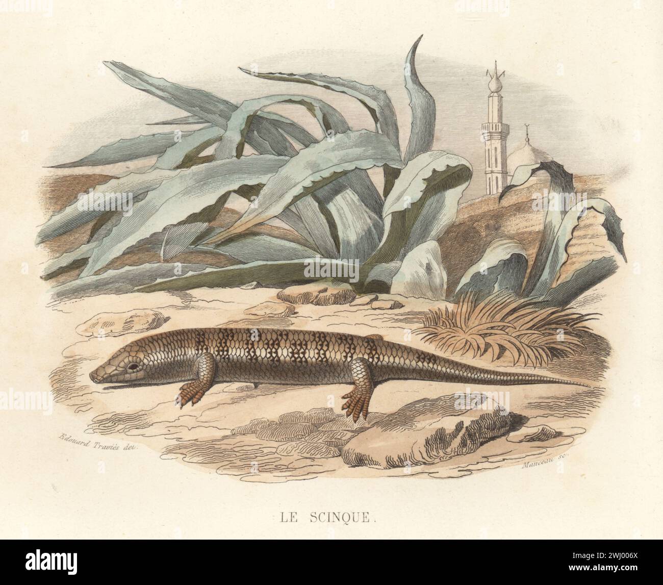 Peau de poisson de sable, poisson de sable commun ou peau de poisson commun, Scincus scincus. Avec une grande plante succulente, une mosquée et un minaret en arrière-plan. Le scinque, Scincus officinalis. Gravure sur acier colorée à la main par Alexandre Manceau d’après une illustration d’Edouard Travies tirée de histoire naturelle de Lacepede, comprenant les cétaces, les quadrupedes ovipares, les serpents et les poissons de Bernard Germain de Lacepede, Furne et Cie, Paris, 1847. Banque D'Images