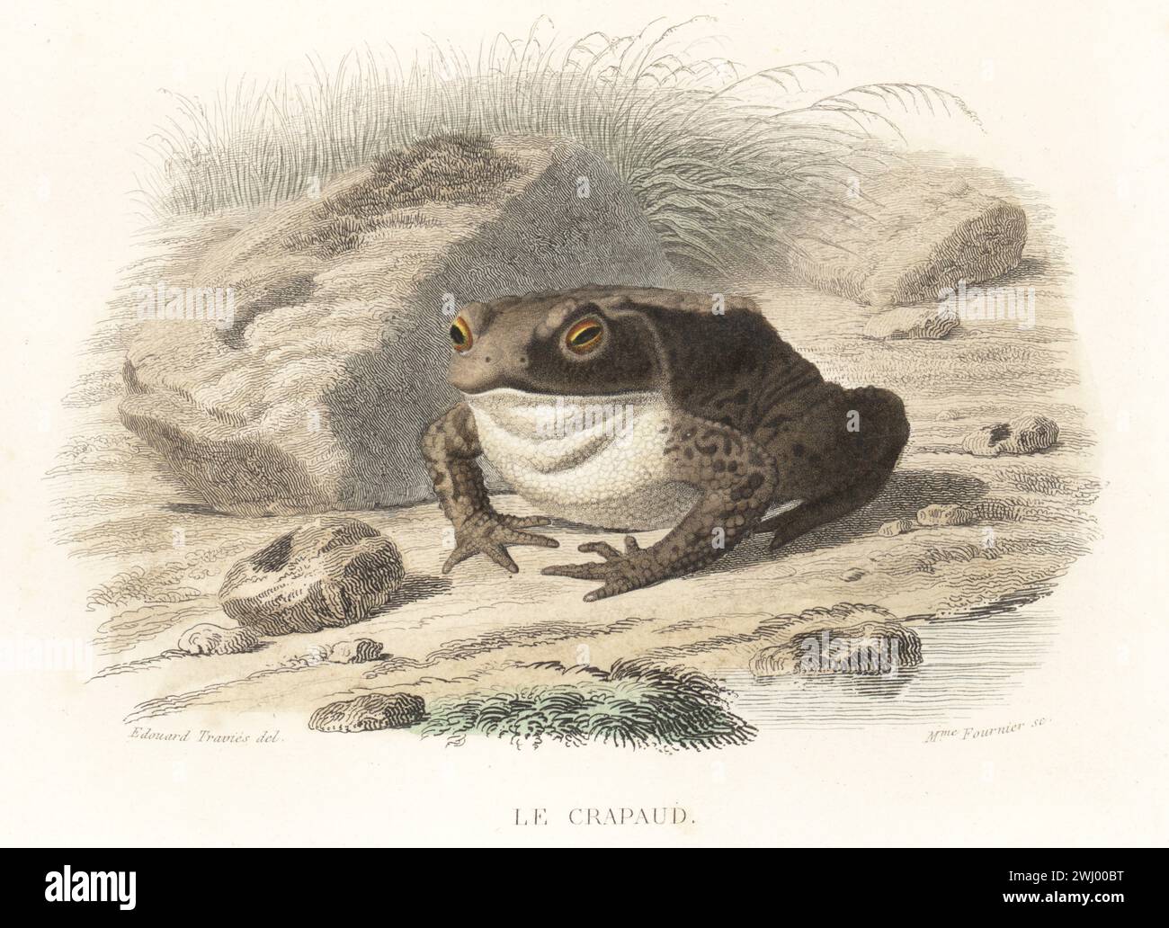 Crapaud européen commun, Bufo bufo. Le crapaud commun, Bufo cinereus, Rana bufo, Bufo vulgaris. Gravure sur acier colorée à la main par Madame Félicie Fournier d’après une illustration d’Edouard voyages tirée de histoire naturelle de Lacepede, comprenant les cétaces, les quadrupedes ovipares, les serpents et les poissons, Furne et Cie, Paris, 1847, de Bernard Germain de Lacepede. Banque D'Images