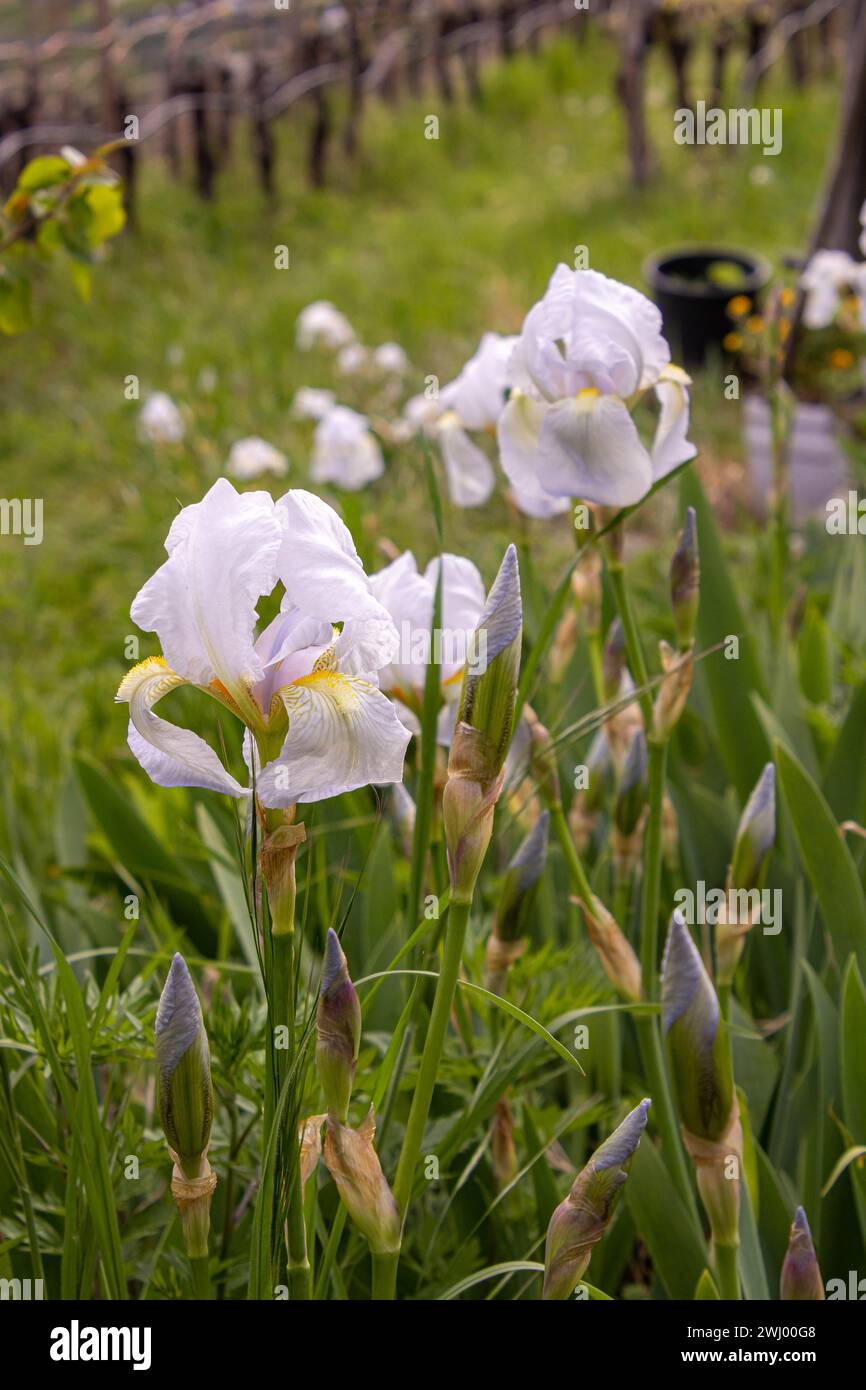 Blanc Iris germanica var. florentina - l'iris florentin fleurit au printemps Banque D'Images