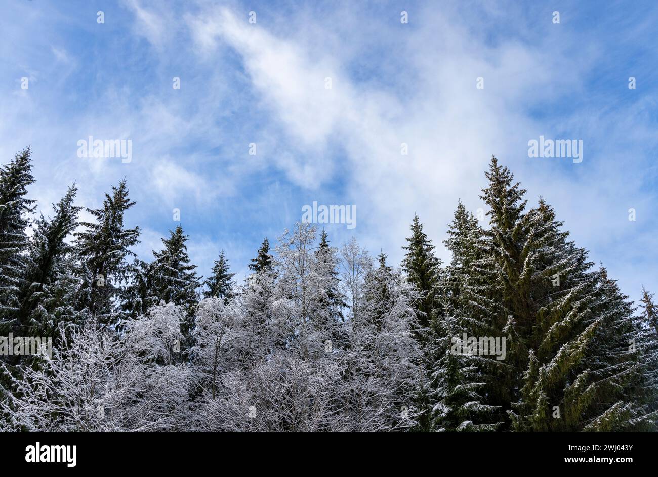Les arbres enneigés dans un paysage vallonné hivernal avec un ciel lumineux et texturé rempli de nuages dans les hautes terres de Haanja, comté de Voru, Estonie Banque D'Images
