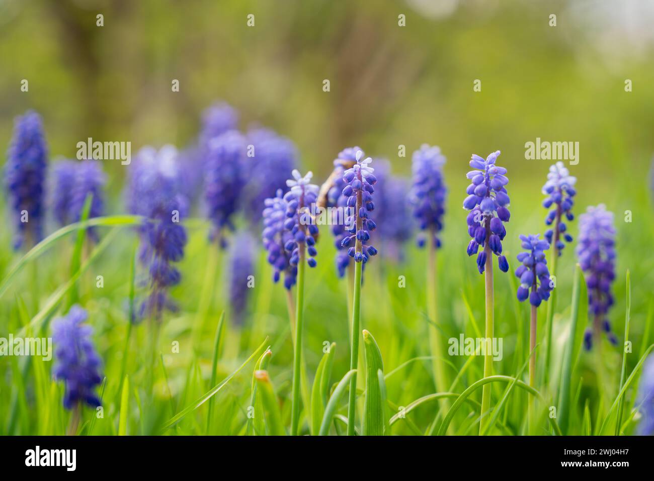 Jacinthe de raisin, jacinthe de raisin arménienne ou jacinthe de raisin de jardin (Muscari armeniacum) fleurs bleues au début du printemps. Floraison printanière précoce jacinthe de raisin Banque D'Images