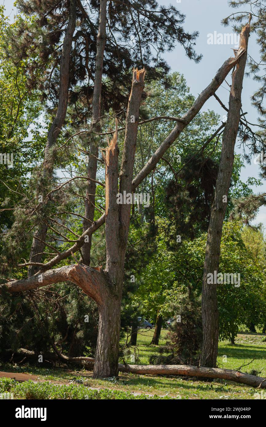 Arbres brisés après une grosse tempête Banque D'Images