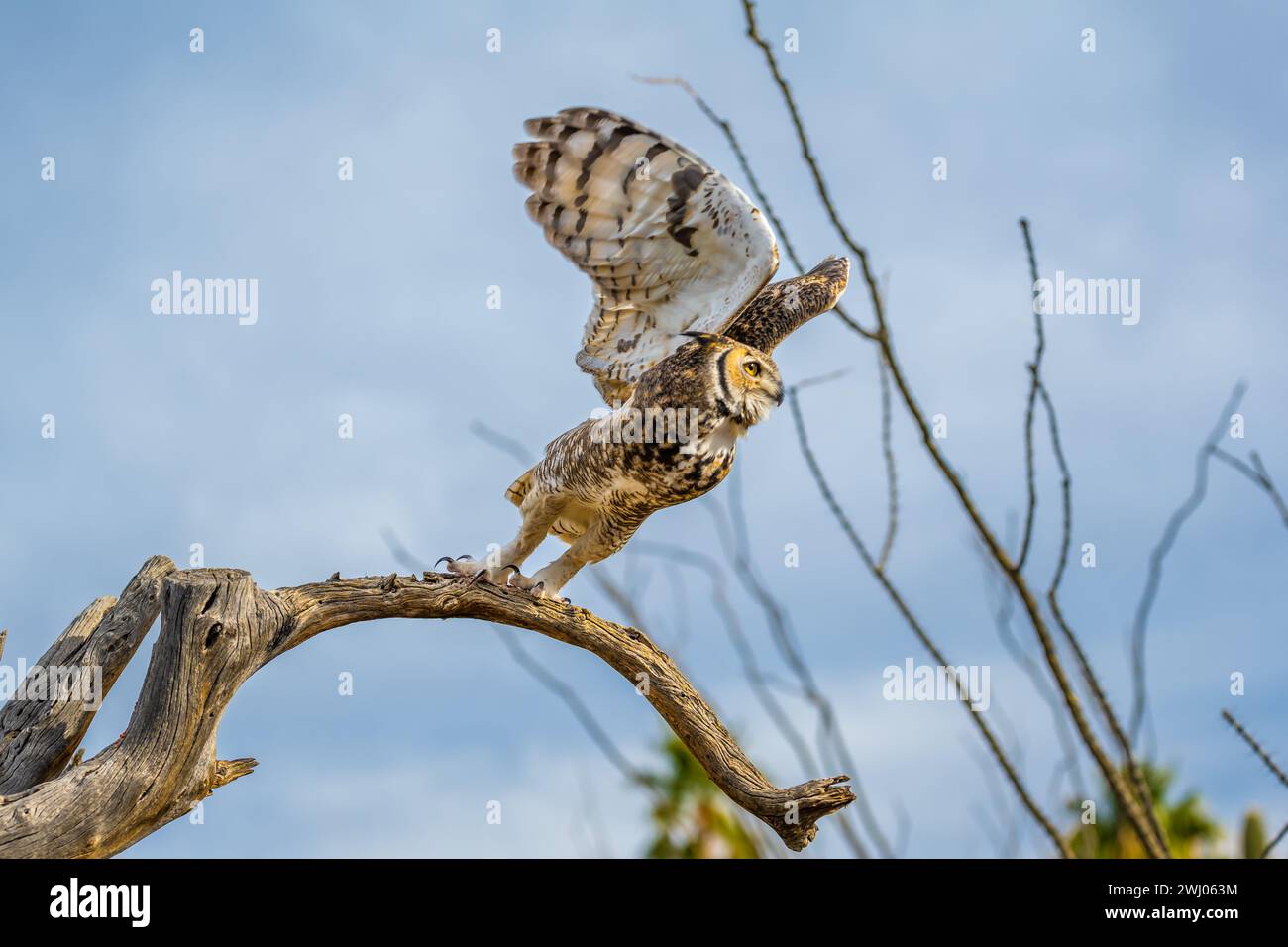 Un grand oiseau, indigène adaptable, appréciant la vue panoramique du parc Banque D'Images