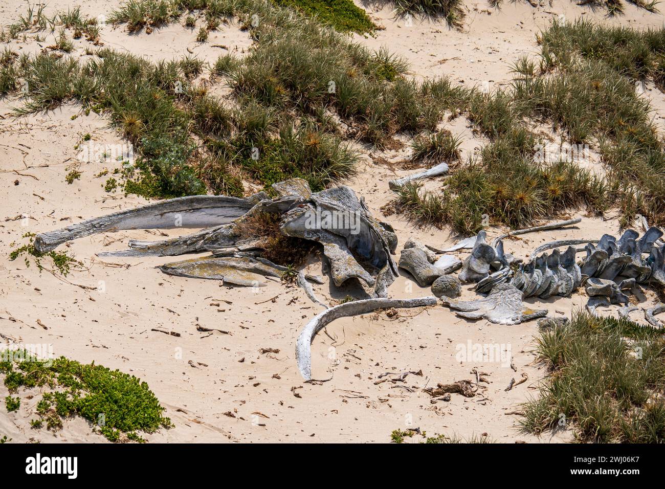 Squelette de baleine sur la plage du parc naturel de Seal Bay, Kangaroo Island, Australie méridionale Banque D'Images