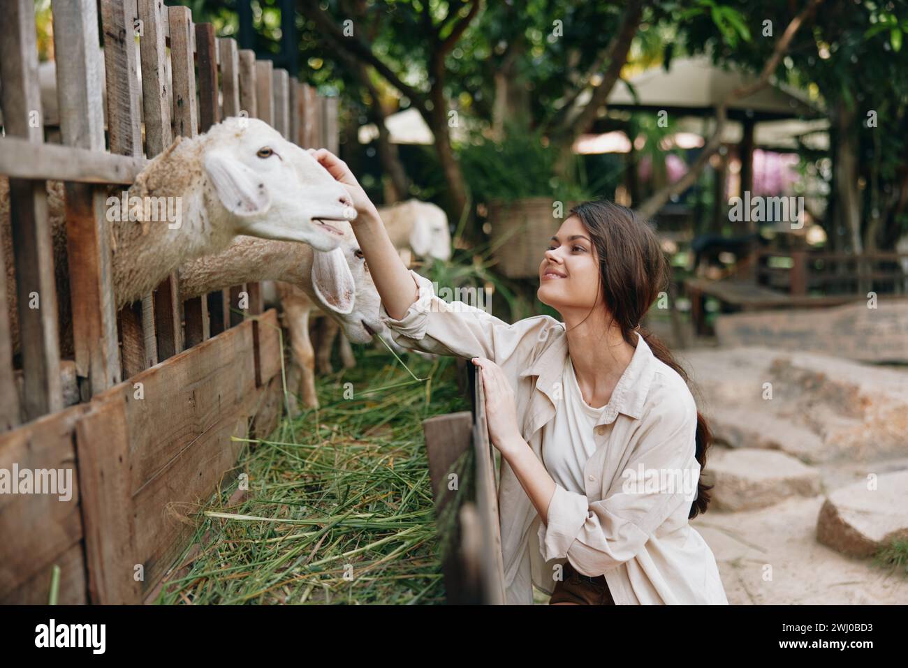 Une femme caressant un mouton dans une ferme avec une clôture devant Banque D'Images
