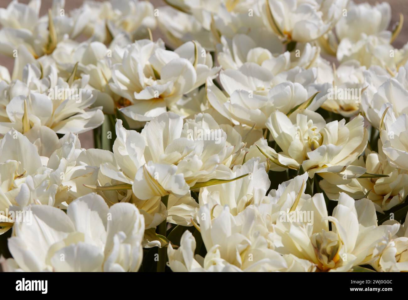 Tulip Exotic Emperor blanc fleurs texture fond dans la lumière du soleil de printemps Banque D'Images