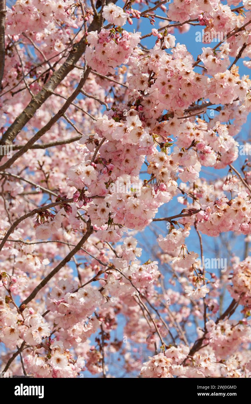Fleur de cerisier, brindilles avec fond de texture de fleurs roses dans une journée de printemps ensoleillée, ciel bleu Banque D'Images