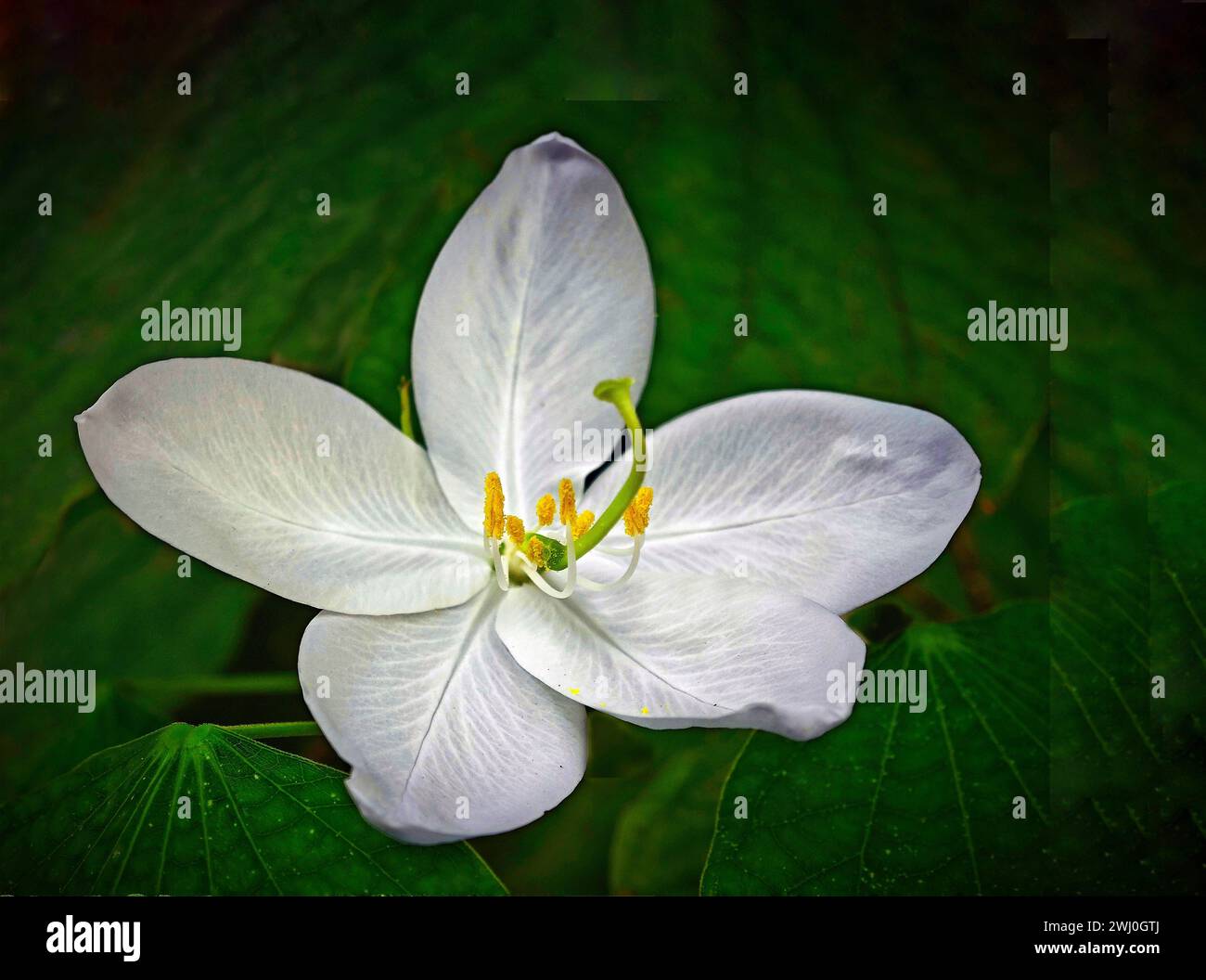 Gros plan d'une bauhinia blanche naine entourée de feuillage vert Banque D'Images