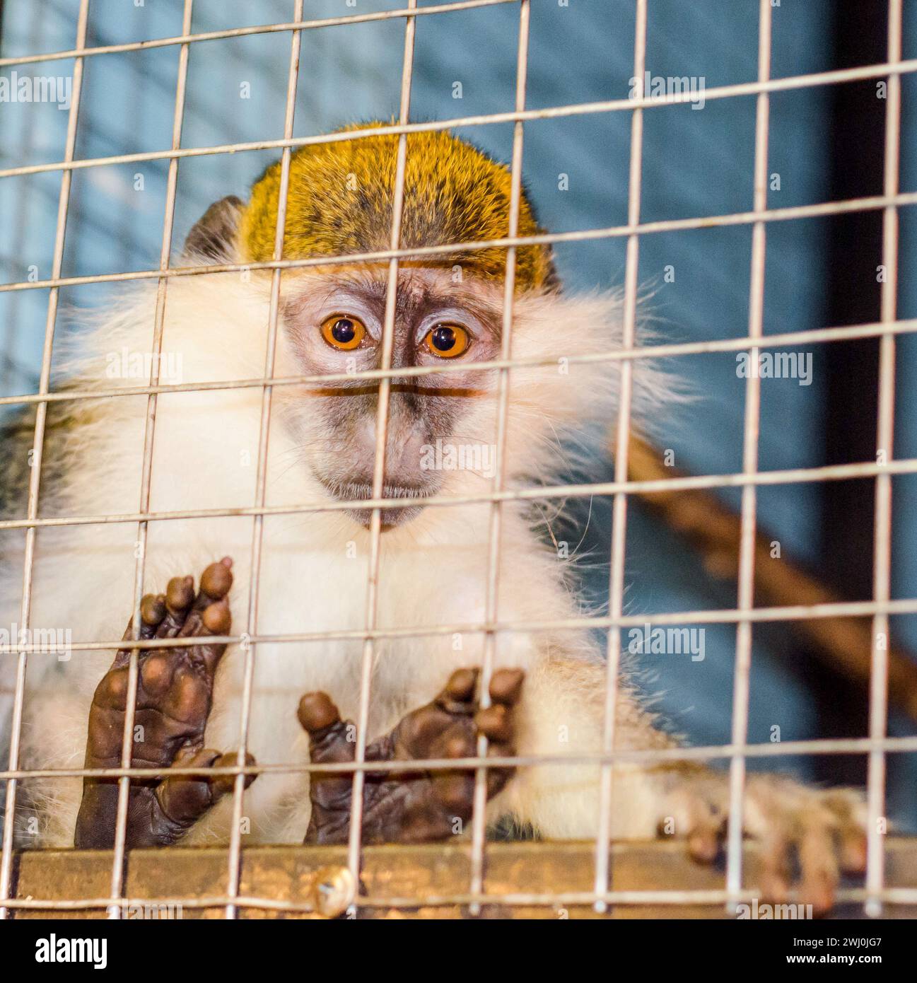 Le singe vert regarde tristement à travers la cage Banque D'Images