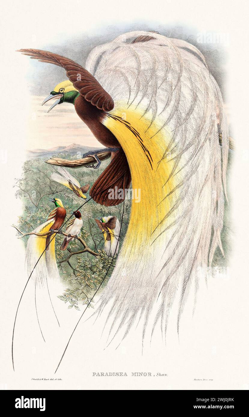 Vintage oiseau du Paradis illustration des années 1800 Un portrait vibrant et détaillé des oiseaux dans leurs habitats tropicaux luxuriants. Banque D'Images