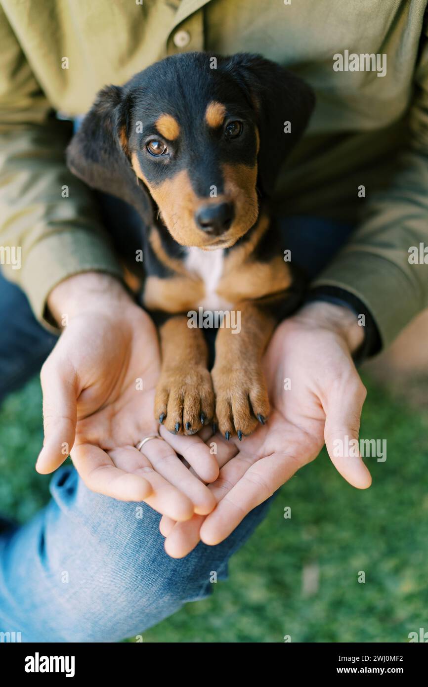 Chiot assis sur les genoux de l'homme avec ses pattes dans ses mains. Rogné. Sans visage Banque D'Images