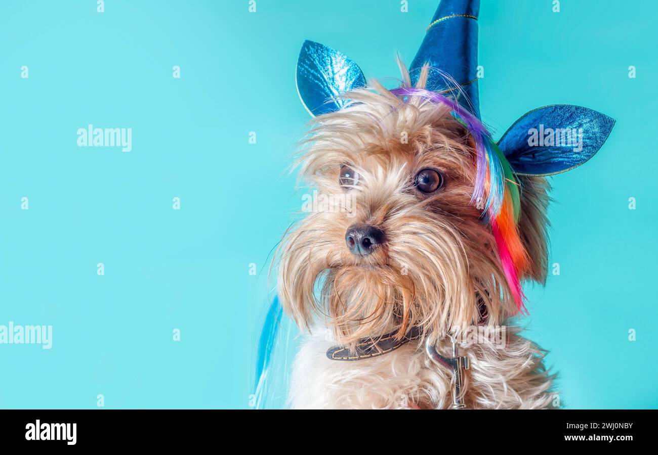 Portrait d'un chiot Yorkshire Terrier en costume de licorne Banque D'Images