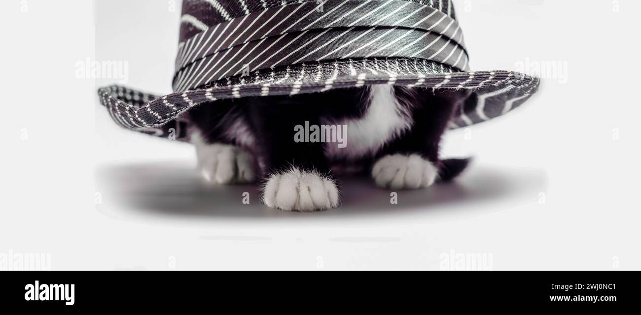 Petit chaton chat avec fourrure blanche et noire se cachant sous un chapeau Banque D'Images Petit chaton chat avec fourrure blanche et noire se cachant sous un chapeau Banque D'Images