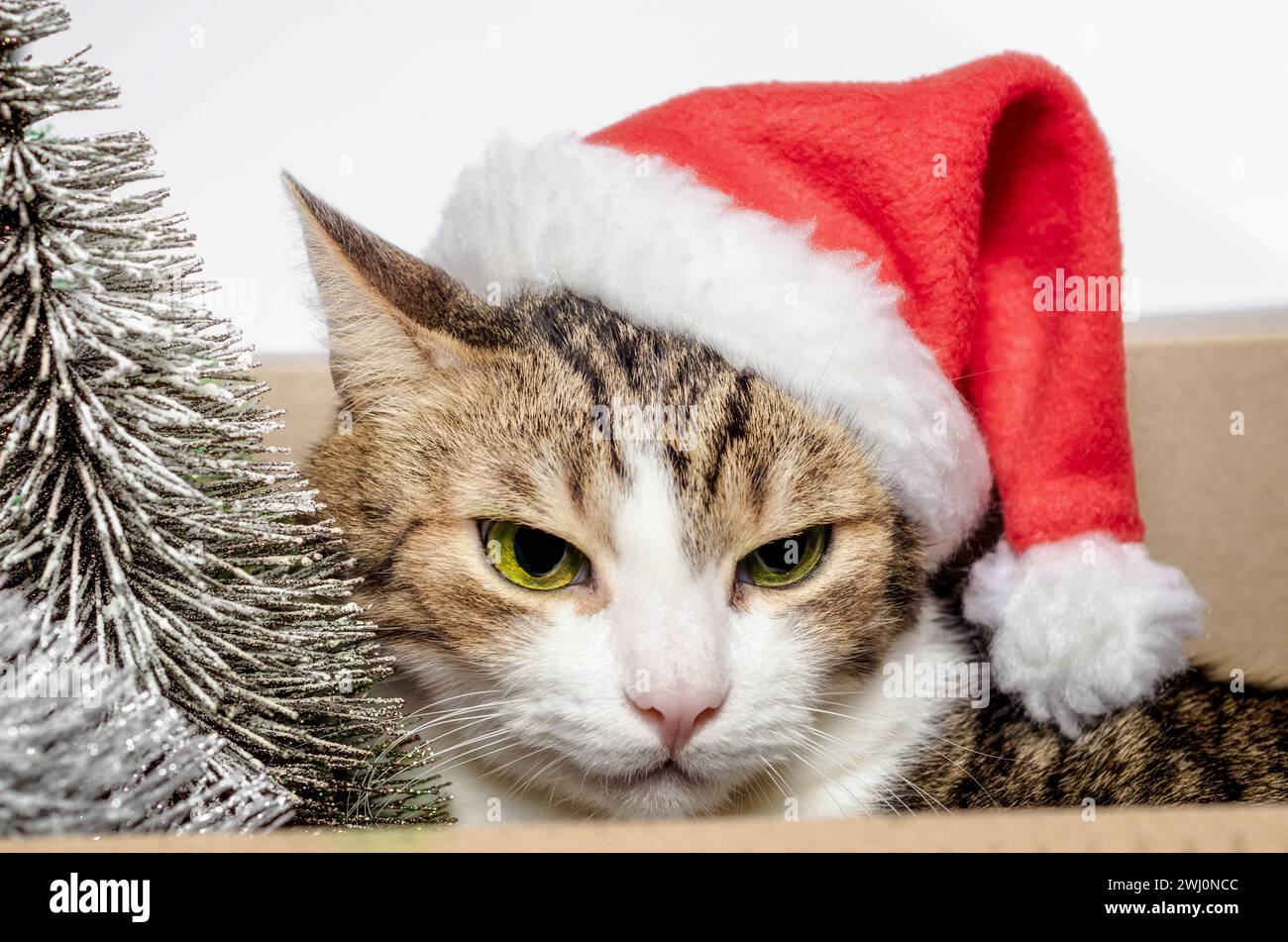 Portrait d'un chat gris dans un chapeau de Noël rouge en gros plan Banque D'Images