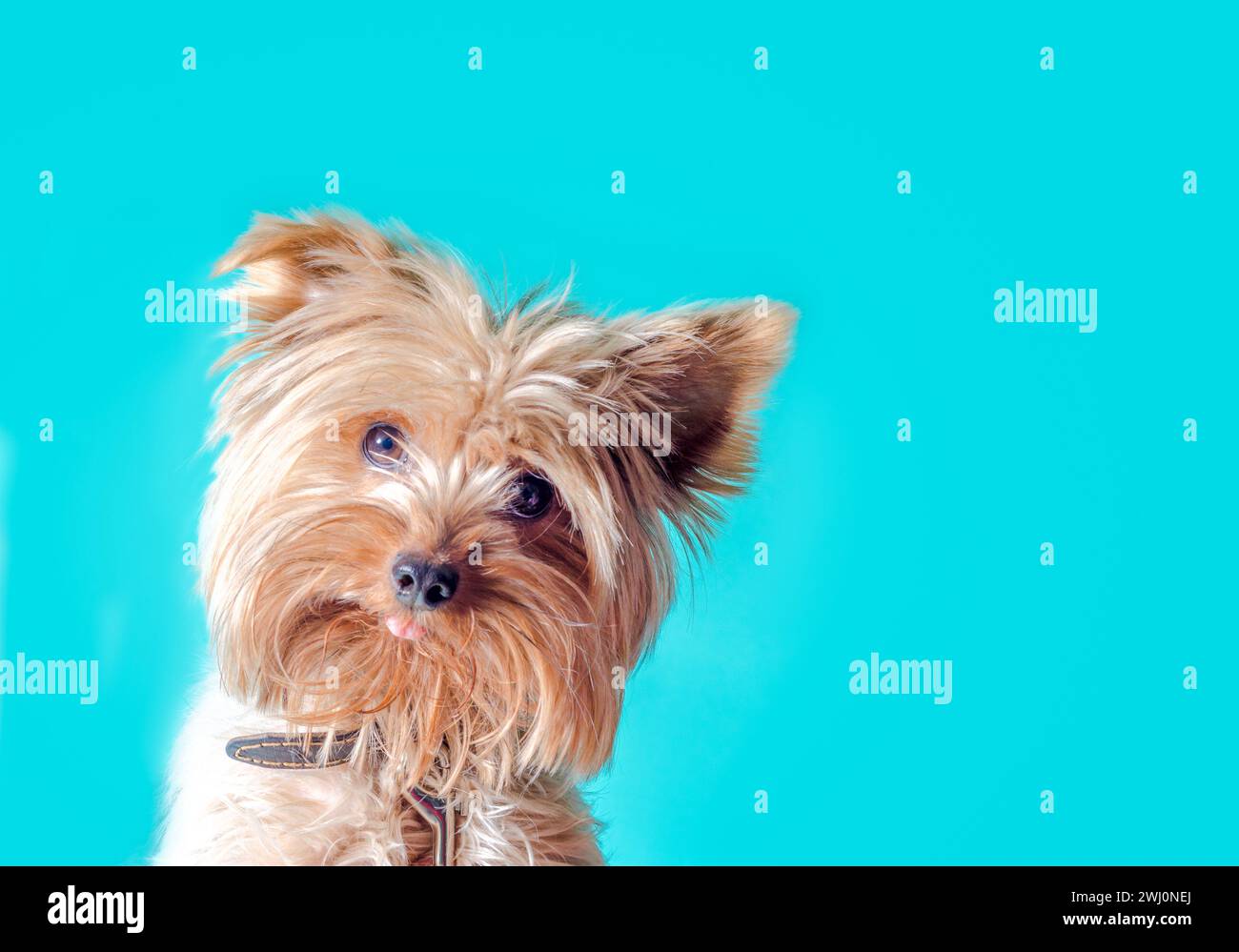 Portrait de chiot Yorkshire Terrier sur un fond clair Banque D'Images Portrait de chiot Yorkshire Terrier sur un fond clair Banque D'Images