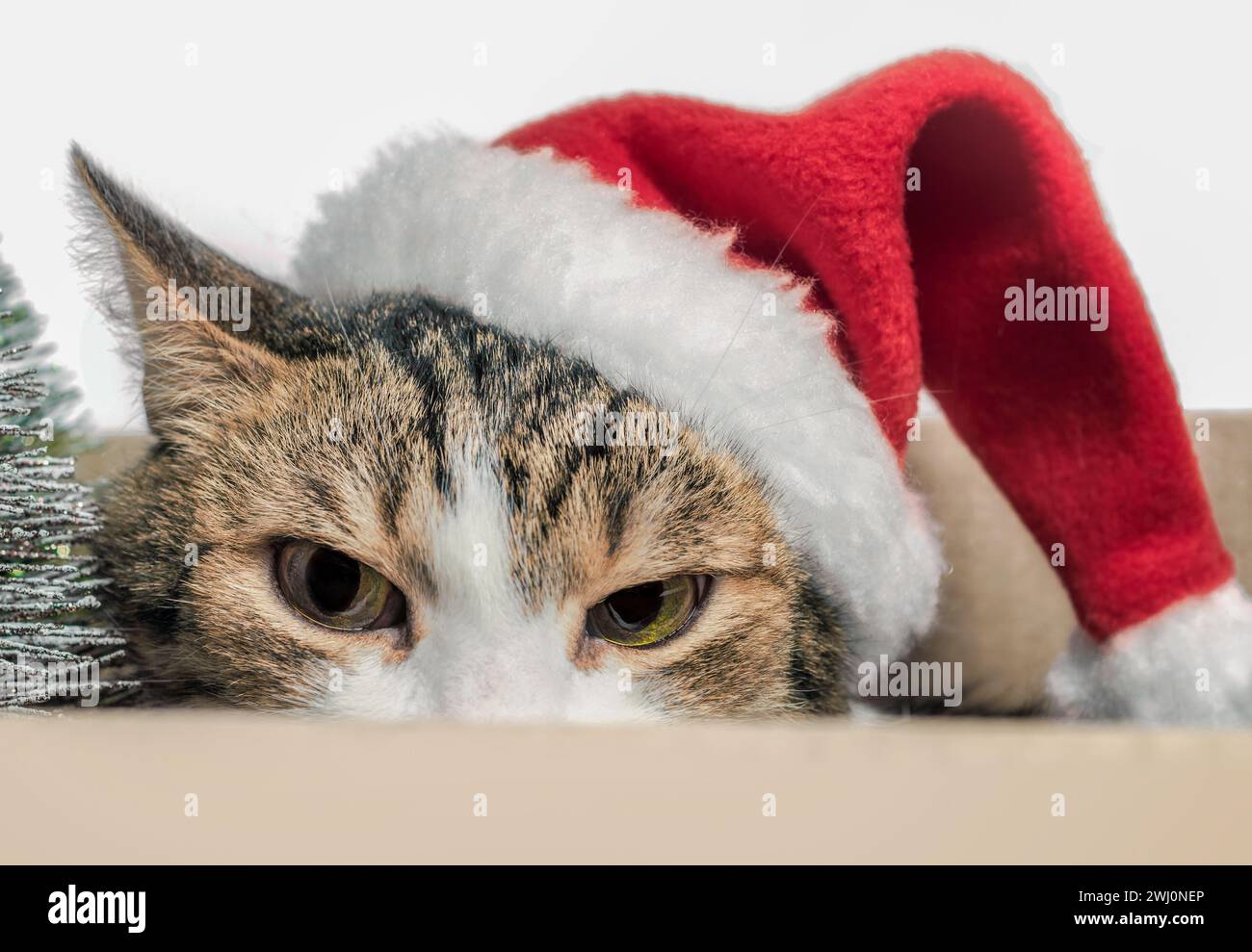 Chat en colère dans une casquette rouge de Noël se cache Banque D'Images