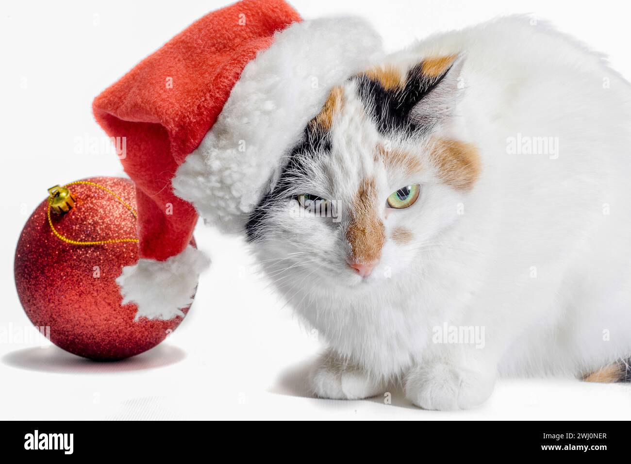 Boule de noël rouge et chat taché en colère dans le chapeau de santa sur fond blanc Banque D'Images