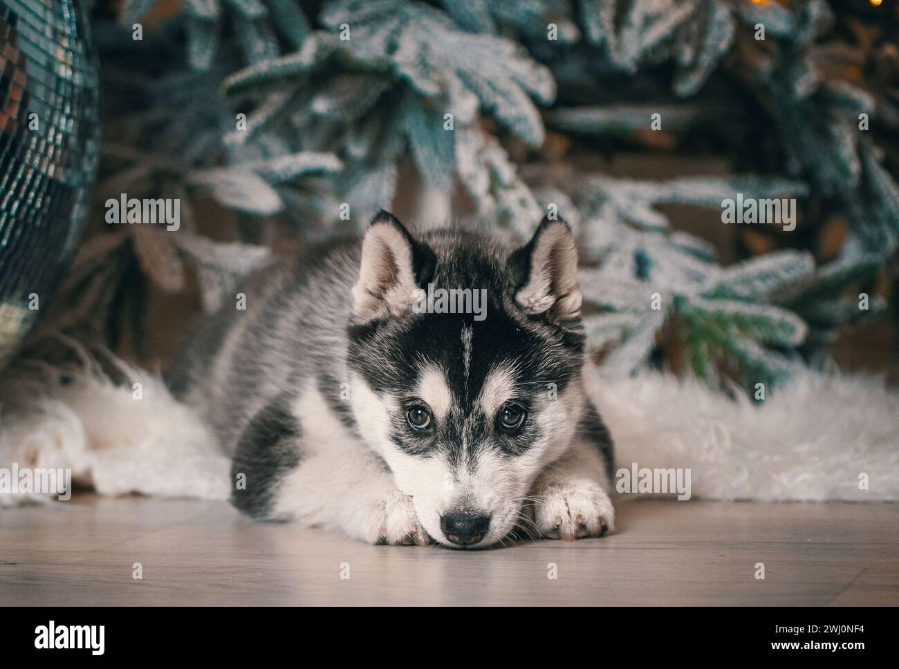 Husky Puppy est couché sur un sol en bois avec de la fourrure artificielle blanche sur le fond d'un arbre de Noël avec une lumière festive Banque D'Images Husky Puppy est couché sur un sol en bois avec de la fourrure artificielle blanche sur le fond d'un arbre de Noël avec une lumière festive Banque D'Images
