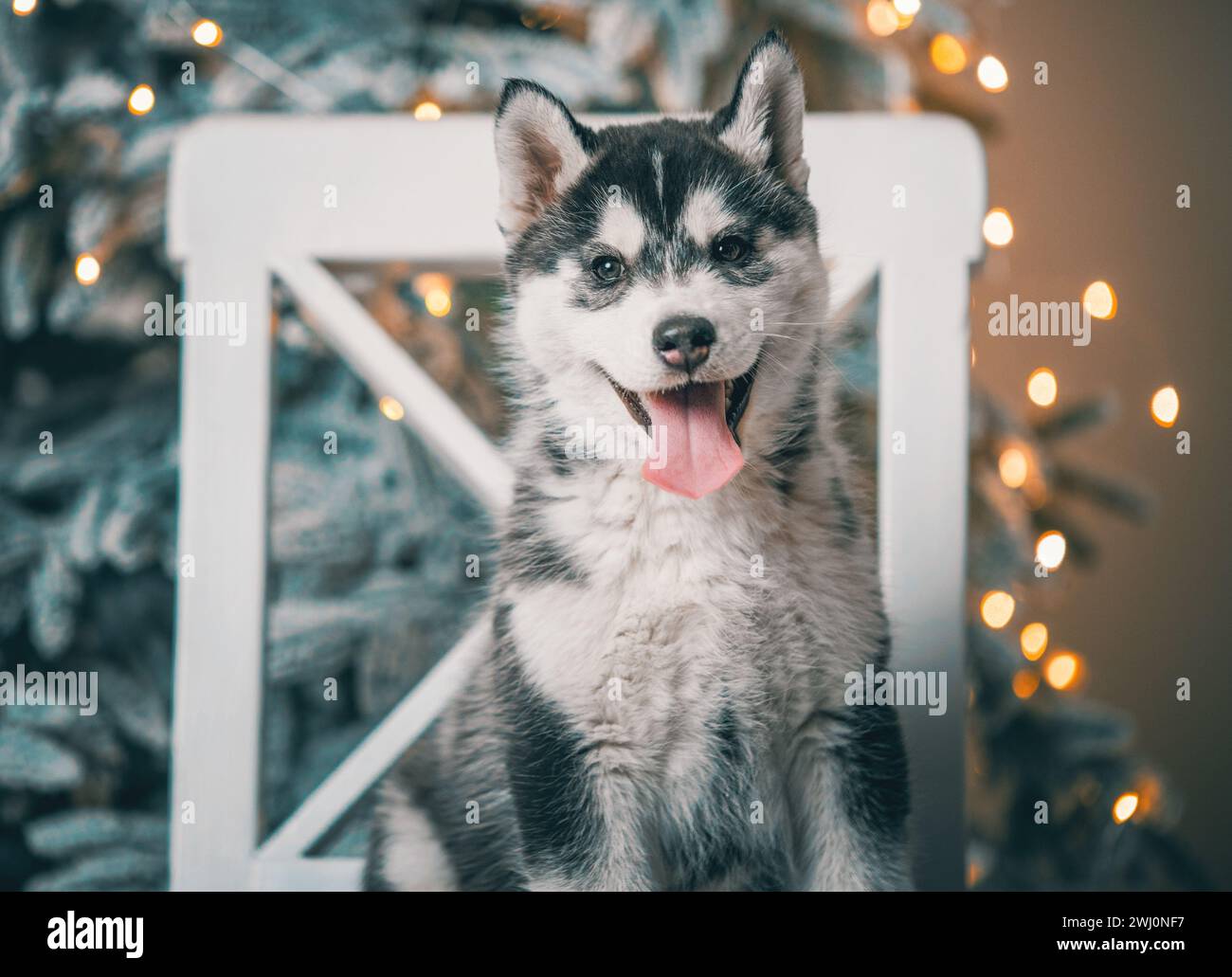 Husky Puppy est couché sur une chaise en bois blanc sur le fond d'un arbre de Noël aux lumières festives Banque D'Images Husky Puppy est couché sur une chaise en bois blanc sur le fond d'un arbre de Noël aux lumières festives Banque D'Images