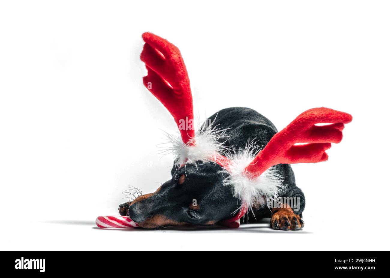 Chiot Pinscher miniature avec cornes décoratives de cerf de Noël rouge et bonbons Banque D'Images
