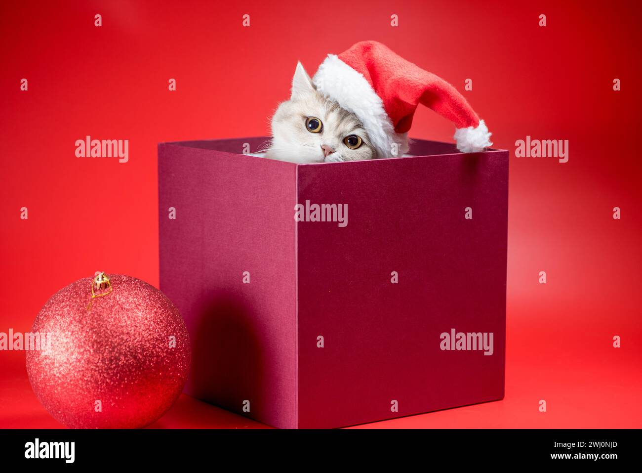 Christmas british Shorthair chat en chapeau de père noël dans boîte bordeaux sur fond rouge Banque D'Images