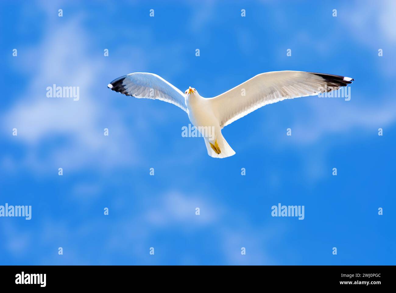 Goéland argenté (Larus argentatus) dans le ciel bleu Banque D'Images