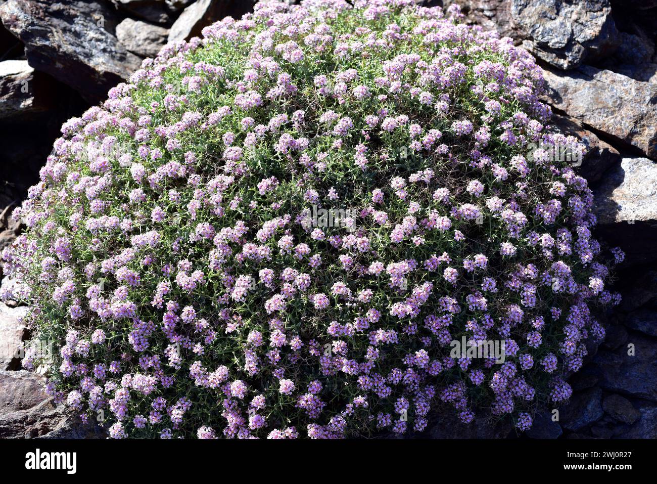 Le Rasaculos (Hormathophylla spinosa, Alyssum spinosum ou Ptilotrichum spinosum) est une plante en forme de coussin épineux originaire de l'ouest du bassin méditerranéen. Banque D'Images
