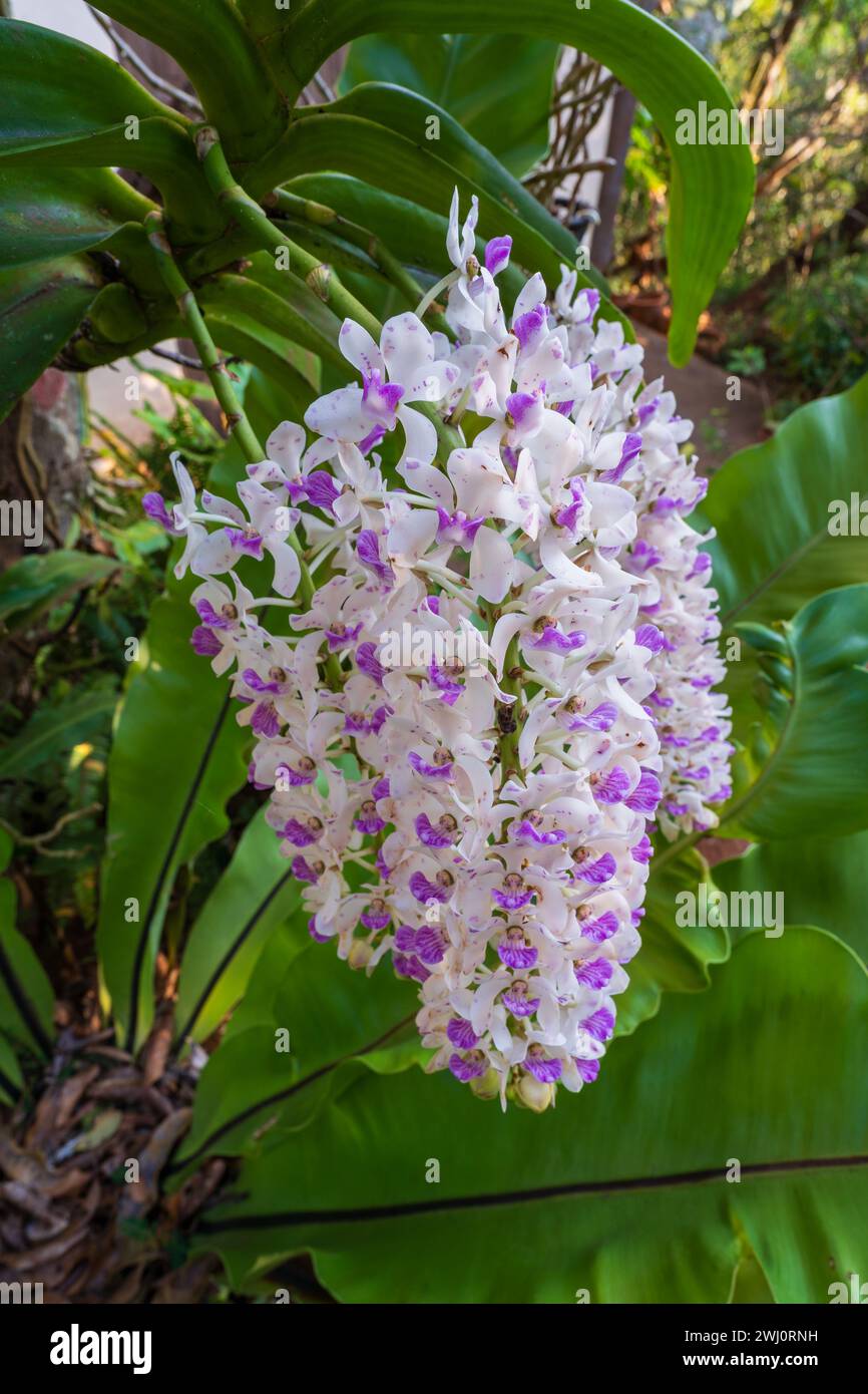 Vue rapprochée de grappes fraîches blanches et violettes de fleurs d'espèces d'orchidées épiphytes rhynchostylis gigantea fleurissant dans un jardin tropical Banque D'Images